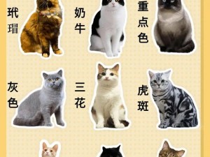 《猫咪毛色之秘：全种类猫咪毛的全面介绍》