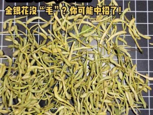 双管齐下TXL金银花;如何实现双管齐下TXL金银花？