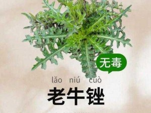 老牛嫩草一二三产品区别【老牛嫩草一二三产品有何区别？】