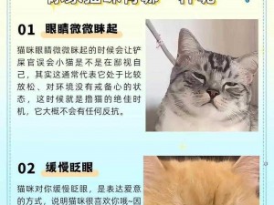 《万象物语：探寻猫眼角色的奥秘，猫眼之魅力解析》