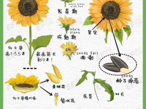 迷你世界向阳花种植成长全攻略：从种子到盛开的每一步指南