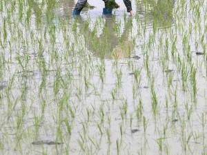 30种插秧法图片、30 种插秧法图片大揭秘