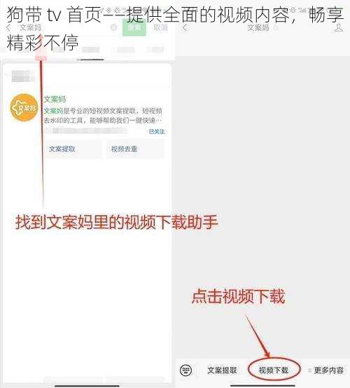 狗带 tv 首页——提供全面的视频内容，畅享精彩不停