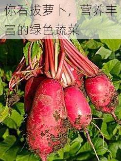 你看拔萝卜，营养丰富的绿色蔬菜