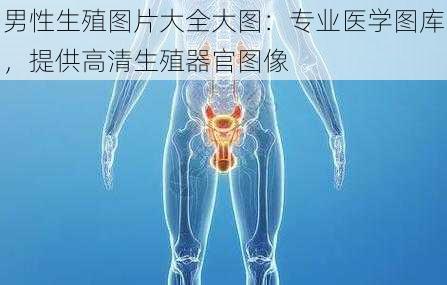 男性生殖图片大全大图：专业医学图库，提供高清生殖器官图像