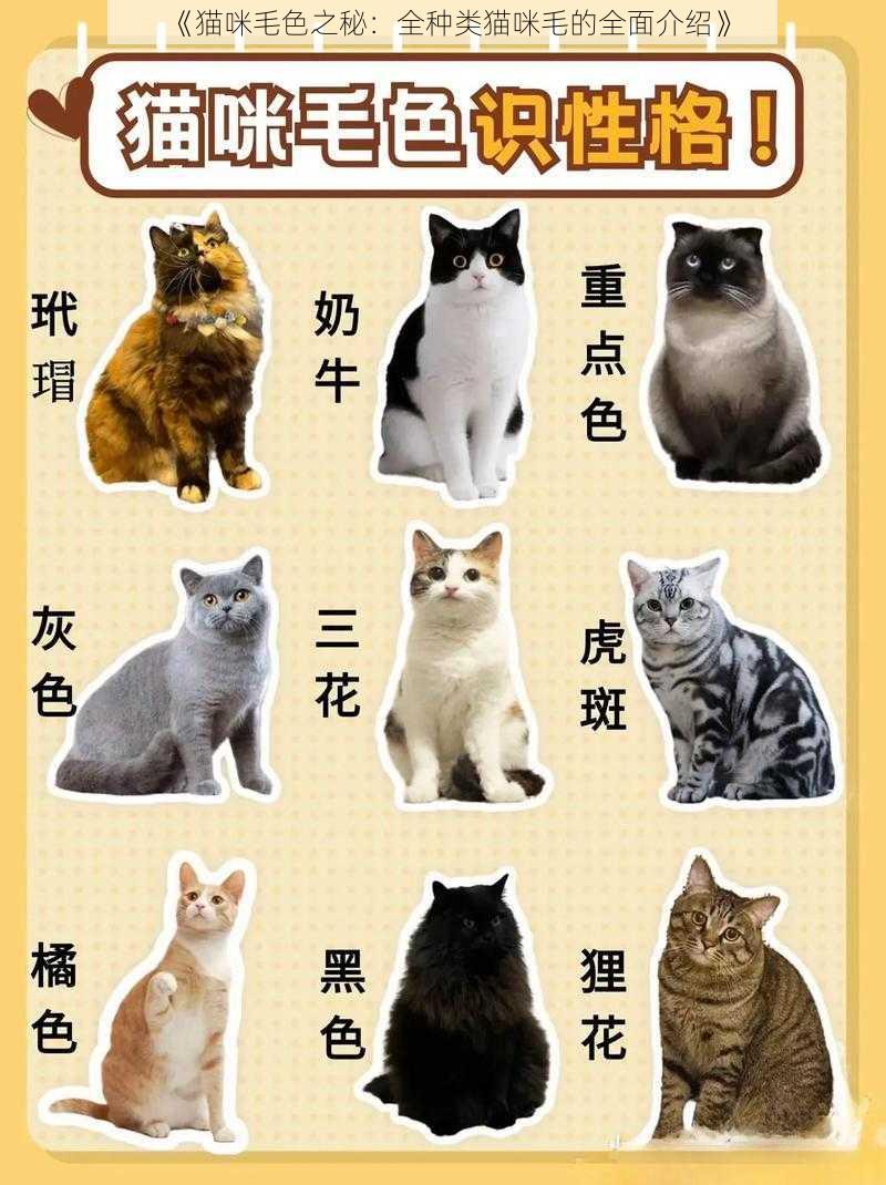 《猫咪毛色之秘：全种类猫咪毛的全面介绍》