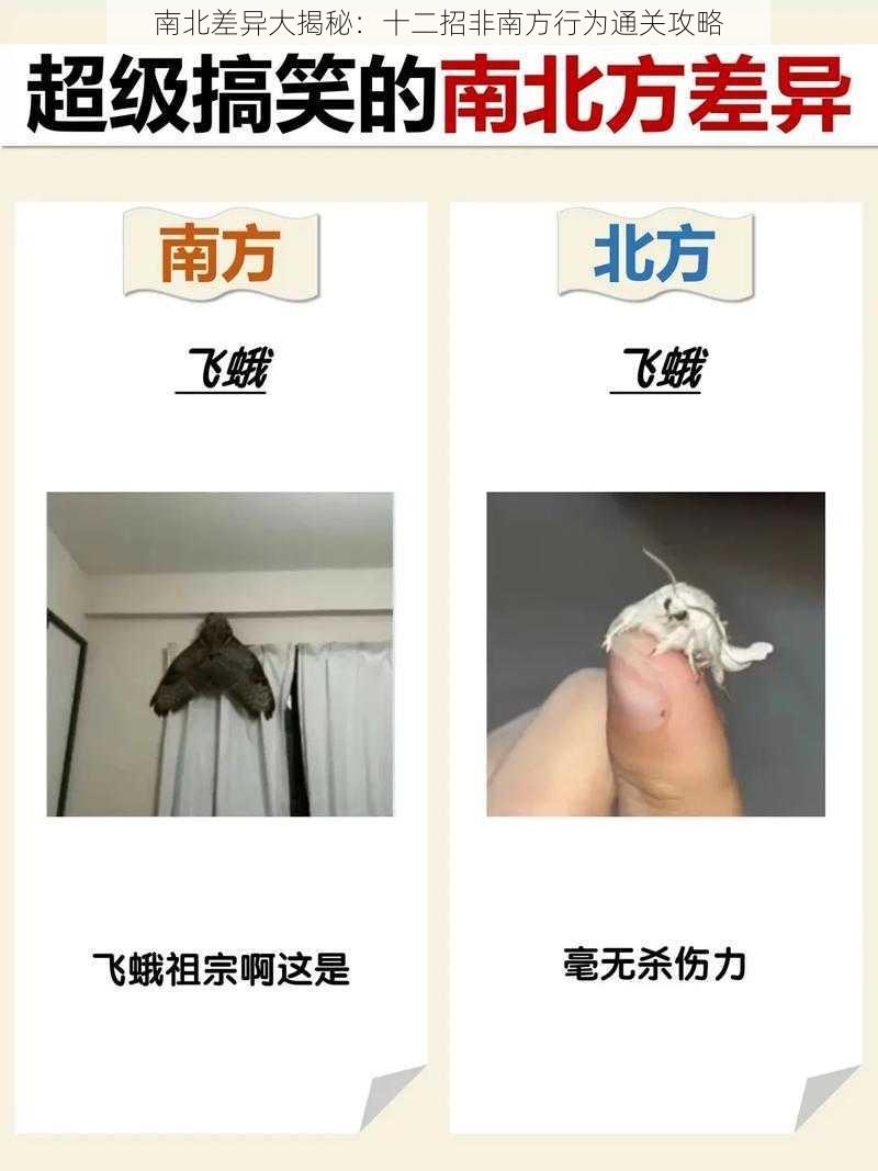 南北差异大揭秘：十二招非南方行为通关攻略