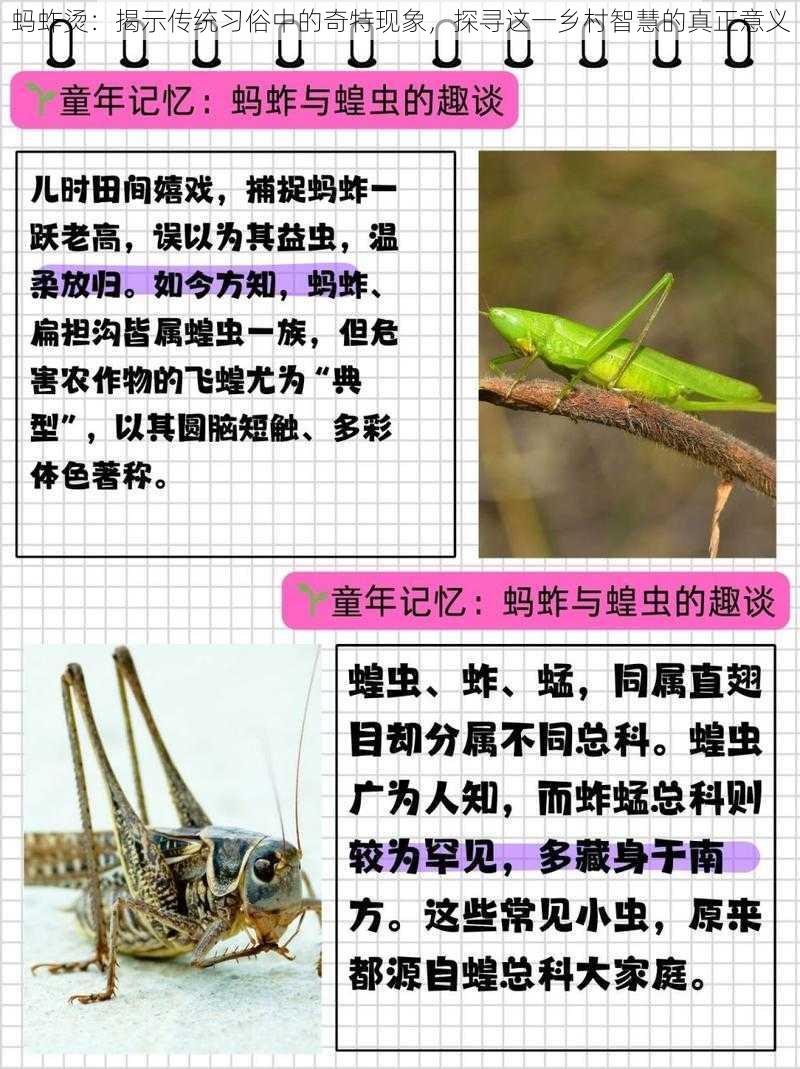 蚂蚱烫：揭示传统习俗中的奇特现象，探寻这一乡村智慧的真正意义